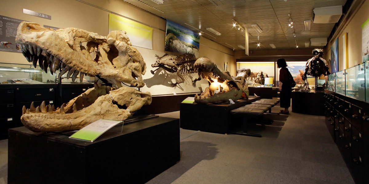 🏛️ 홋카이도대학 종합박물관 이미지 8